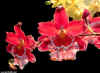 OrchidÃ©es rouge